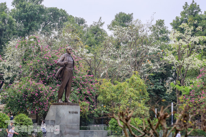 Ngắm hoa sưa 'phủ tuyết' phố phường Hà Nội ảnh 5