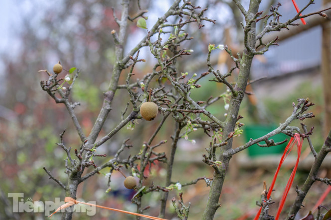 Người dân Hà Thành bỏ tiền triệu mua hoa lê chơi sau Tết ảnh 13