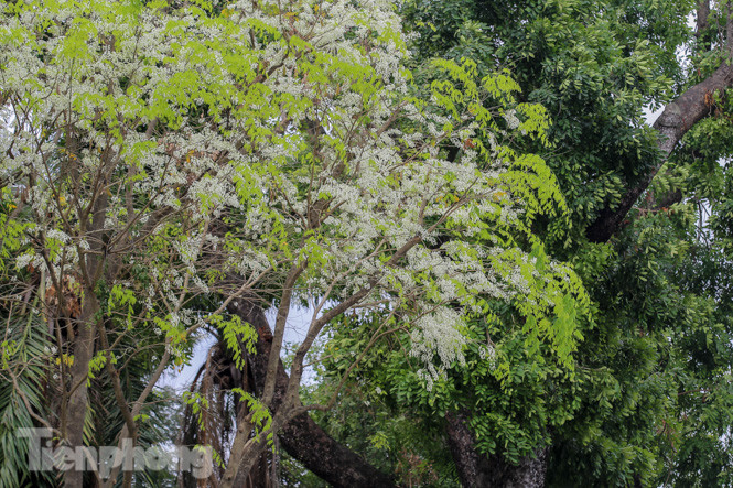 Ngắm hoa sưa 'phủ tuyết' phố phường Hà Nội ảnh 7