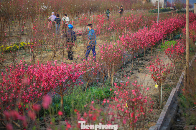 Đào bung nở, làng Nhật Tân nghẽn lối vào ngày cận Tết ảnh 1