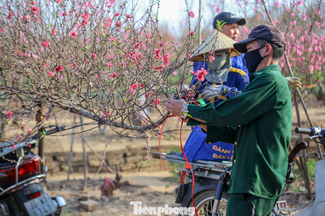 Đào bung nở, làng Nhật Tân nghẽn lối vào ngày cận Tết ảnh 13