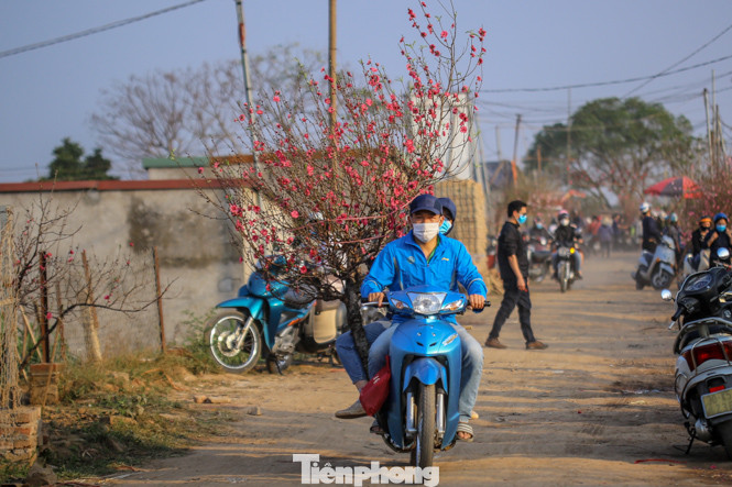 Đào bung nở, làng Nhật Tân nghẽn lối vào ngày cận Tết ảnh 6