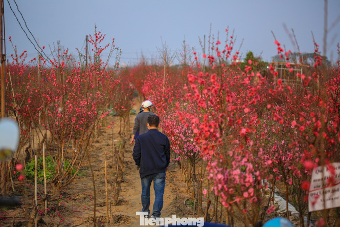 Đào bung nở, làng Nhật Tân nghẽn lối vào ngày cận Tết ảnh 2