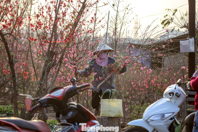 Đào bung nở, làng Nhật Tân nghẽn lối vào ngày cận Tết ảnh 4