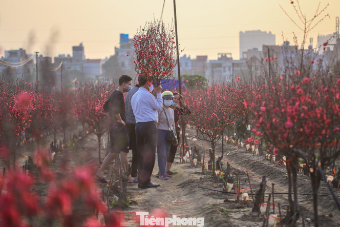 Đào bung nở, làng Nhật Tân nghẽn lối vào ngày cận Tết ảnh 3