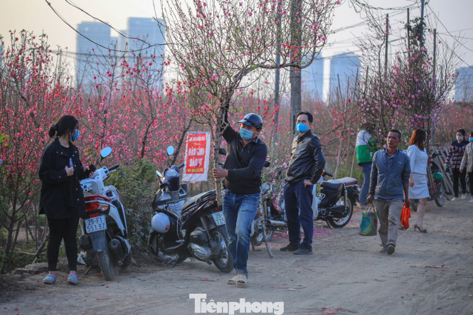 Đào bung nở, làng Nhật Tân nghẽn lối vào ngày cận Tết ảnh 15