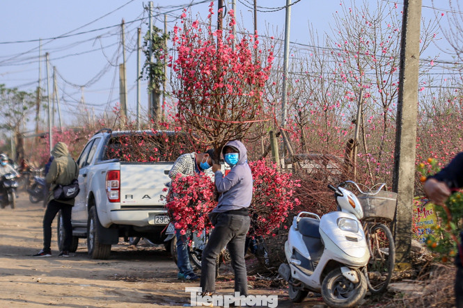Đào bung nở, làng Nhật Tân nghẽn lối vào ngày cận Tết ảnh 14