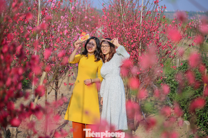 Đào bung nở, làng Nhật Tân nghẽn lối vào ngày cận Tết ảnh 17