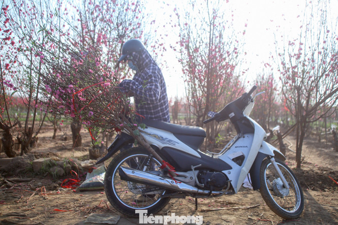 Đào bung nở, làng Nhật Tân nghẽn lối vào ngày cận Tết ảnh 12