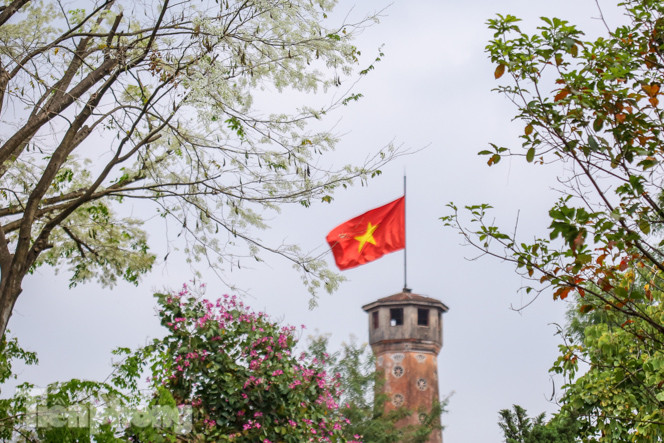 Ngắm hoa sưa 'phủ tuyết' phố phường Hà Nội ảnh 3