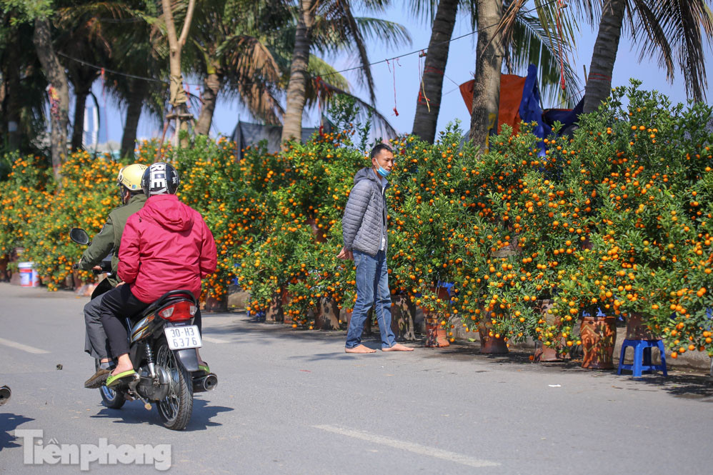Nắng lên, tiểu thương 'ôm' đào quất ngóng người mua ảnh 12