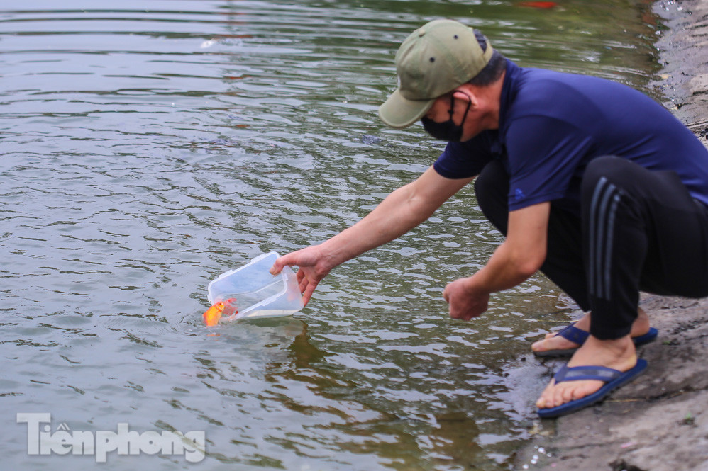Thả cùng tro bụi, cá chép phóng sinh chưa kịp 'chầu trời' đã lăn ra chết ảnh 4
