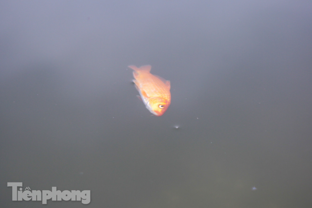 Thả cùng tro bụi, cá chép phóng sinh chưa kịp 'chầu trời' đã lăn ra chết ảnh 14
