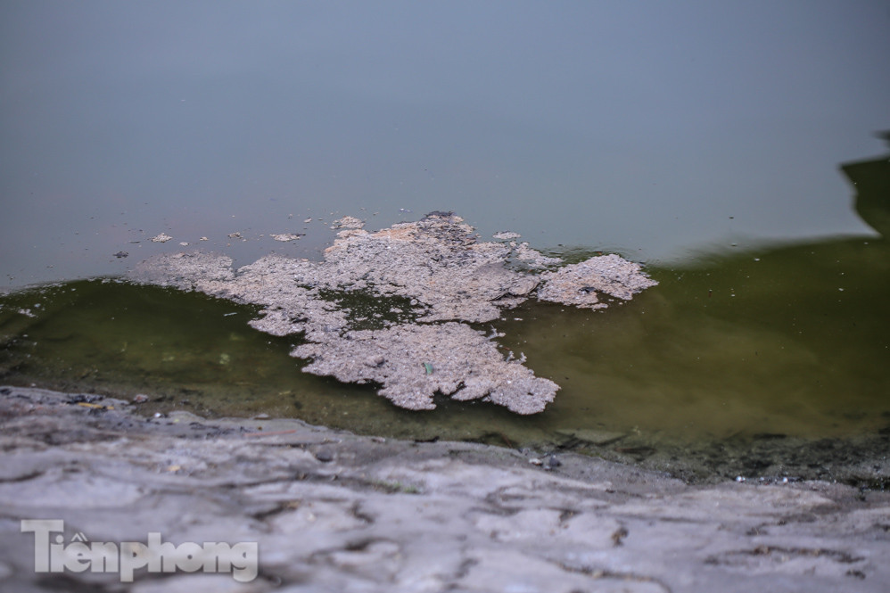 Thả cùng tro bụi, cá chép phóng sinh chưa kịp 'chầu trời' đã lăn ra chết ảnh 9