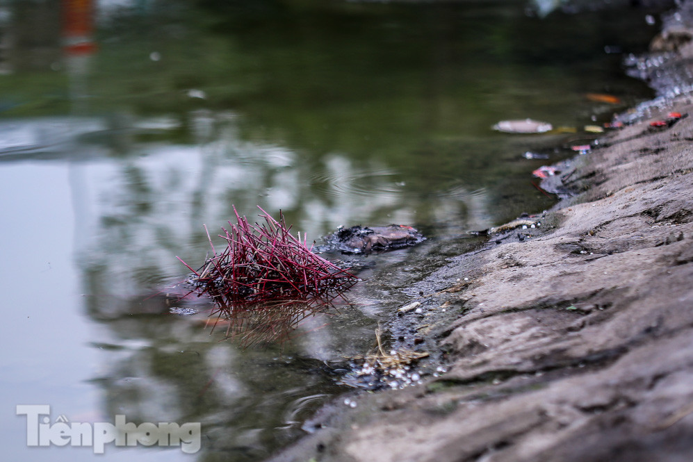 Thả cùng tro bụi, cá chép phóng sinh chưa kịp 'chầu trời' đã lăn ra chết ảnh 12