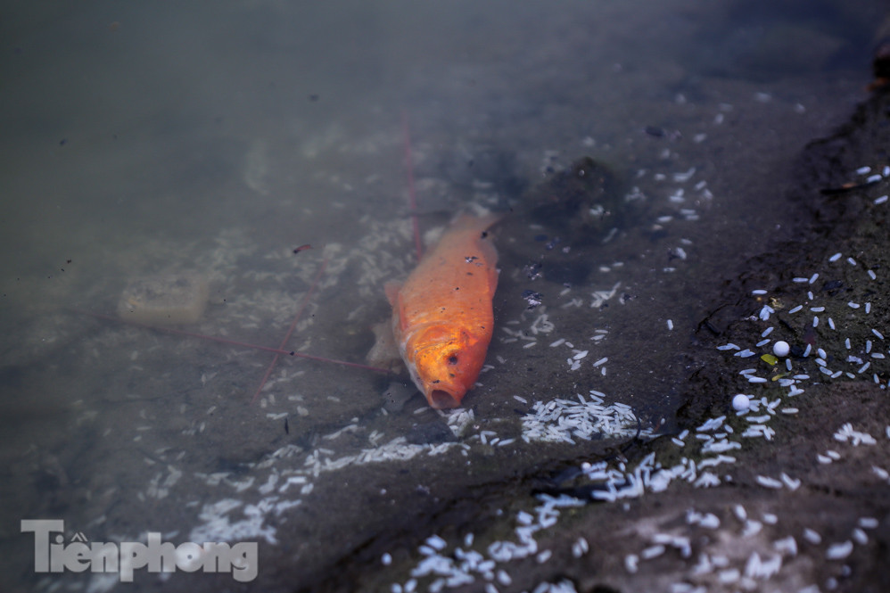 Thả cùng tro bụi, cá chép phóng sinh chưa kịp 'chầu trời' đã lăn ra chết ảnh 13