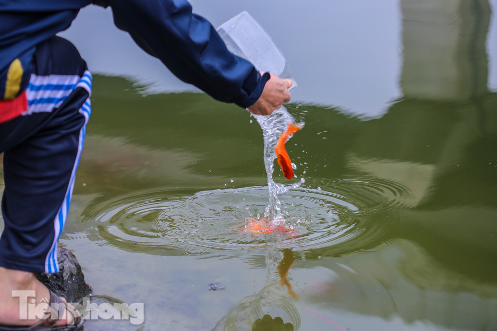 Thả cùng tro bụi, cá chép phóng sinh chưa kịp 'chầu trời' đã lăn ra chết ảnh 6