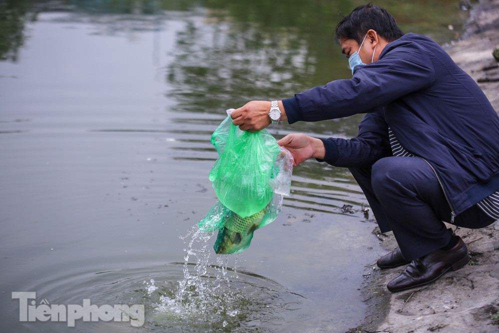 Thả cùng tro bụi, cá chép phóng sinh chưa kịp 'chầu trời' đã lăn ra chết ảnh 5