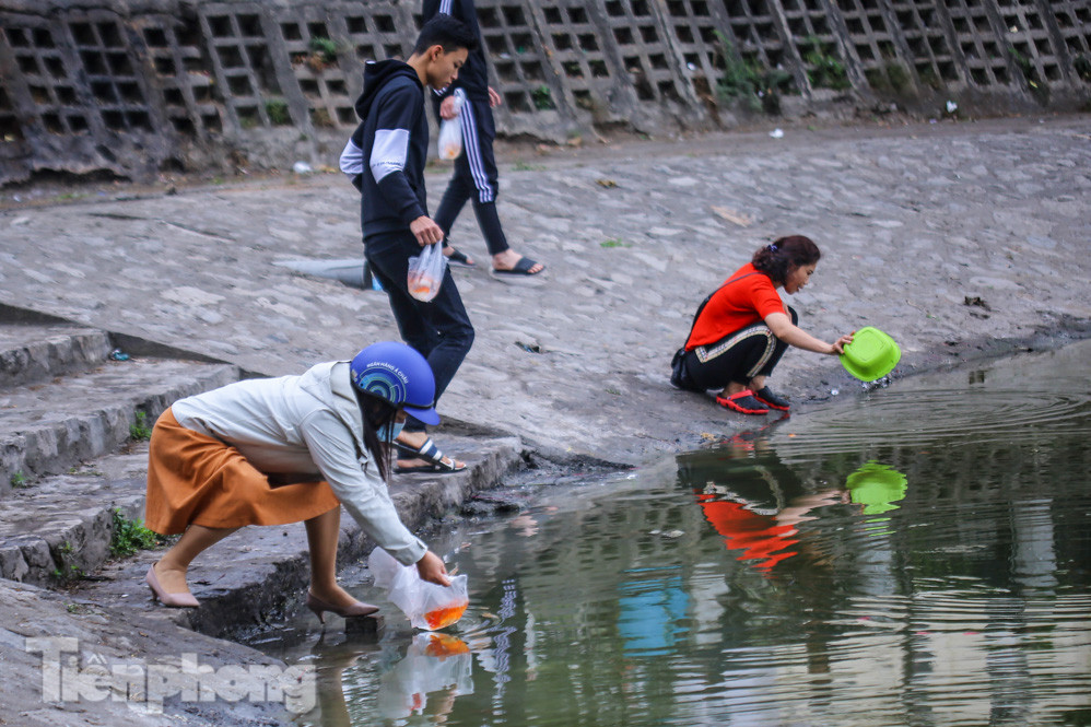 Thả cùng tro bụi, cá chép phóng sinh chưa kịp 'chầu trời' đã lăn ra chết ảnh 3