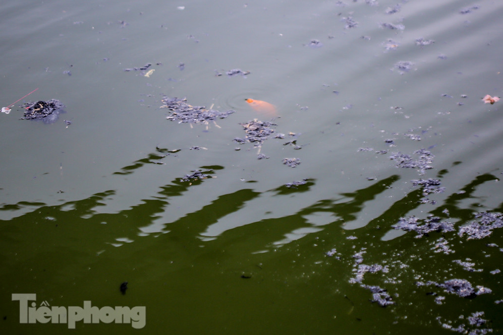 Thả cùng tro bụi, cá chép phóng sinh chưa kịp 'chầu trời' đã lăn ra chết ảnh 16
