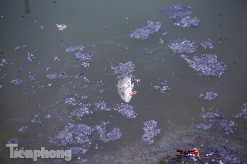 Thả cùng tro bụi, cá chép phóng sinh chưa kịp 'chầu trời' đã lăn ra chết ảnh 15