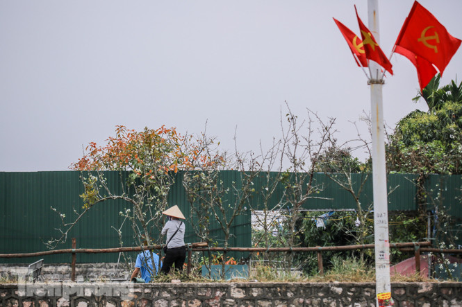 Người dân Hà Thành bỏ tiền triệu mua hoa lê chơi sau Tết ảnh 7