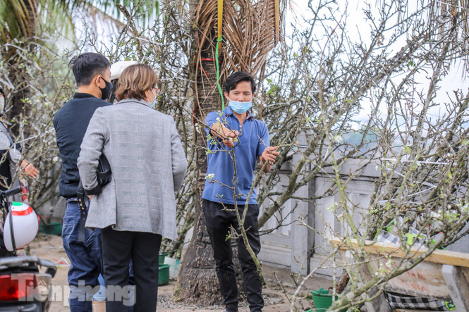 Người dân Hà Thành bỏ tiền triệu mua hoa lê chơi sau Tết ảnh 6