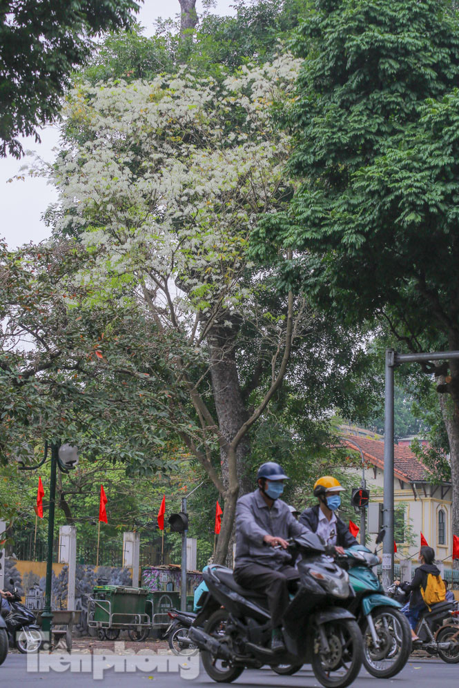 Ngắm hoa sưa 'phủ tuyết' phố phường Hà Nội ảnh 4