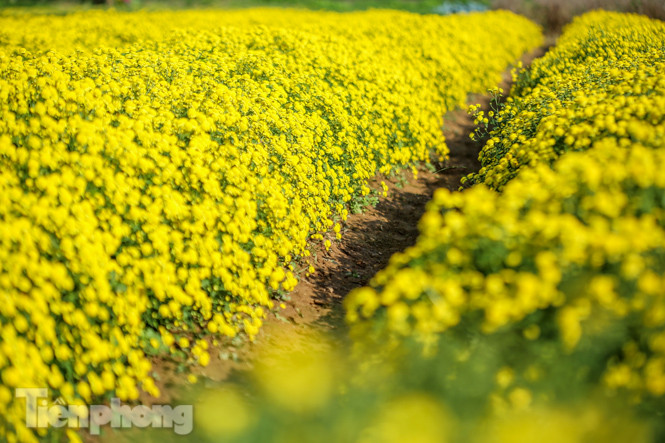 Ngất ngây cánh đồng Cúc tiến vua vàng rực gần Hà Nội ảnh 4