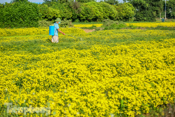 Ngất ngây cánh đồng Cúc tiến vua vàng rực gần Hà Nội ảnh 9