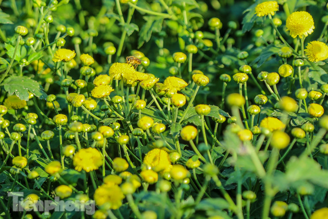 Ngất ngây cánh đồng Cúc tiến vua vàng rực gần Hà Nội ảnh 14