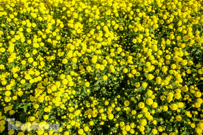 Ngất ngây cánh đồng Cúc tiến vua vàng rực gần Hà Nội ảnh 13