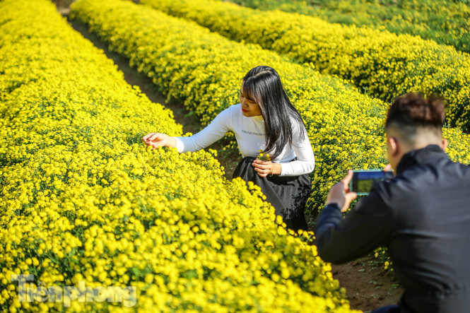 Ngất ngây cánh đồng Cúc tiến vua vàng rực gần Hà Nội ảnh 11