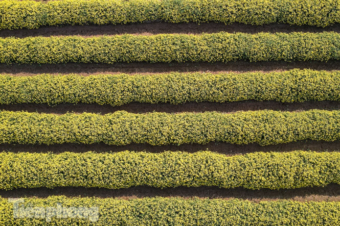 Ngất ngây cánh đồng Cúc tiến vua vàng rực gần Hà Nội ảnh 2