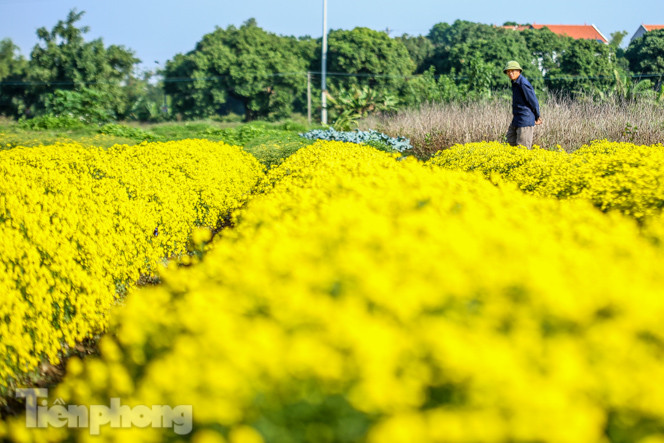 Ngất ngây cánh đồng Cúc tiến vua vàng rực gần Hà Nội ảnh 15