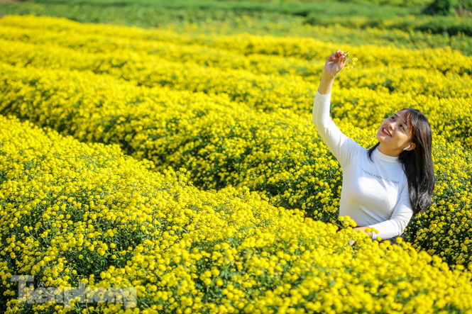 Ngất ngây cánh đồng Cúc tiến vua vàng rực gần Hà Nội ảnh 12