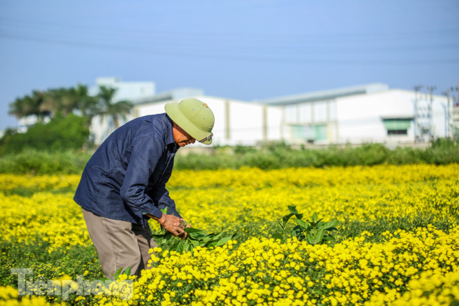 Ngất ngây cánh đồng Cúc tiến vua vàng rực gần Hà Nội ảnh 6