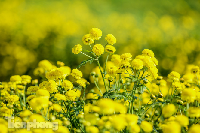 Ngất ngây cánh đồng Cúc tiến vua vàng rực gần Hà Nội ảnh 5