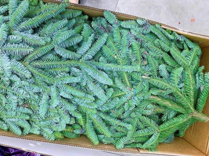 Cành thông tươi bán theo cân, dân Hà thành tới tấp đặt mua ảnh 2