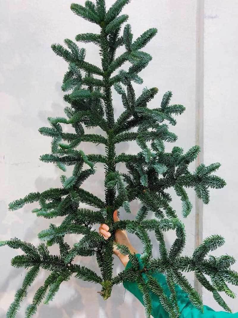 Cành thông tươi bán theo cân, dân Hà thành tới tấp đặt mua ảnh 1