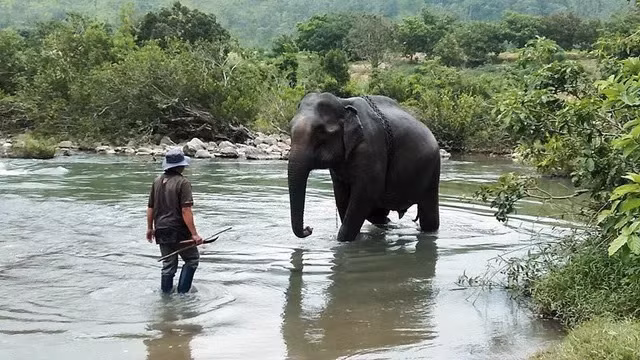 Con voi cuối cùng ở Bắc Tây Nguyên đã chết ảnh 2