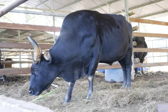 Bò tót gầy trơ xương được phục hồi và sinh con ảnh 6