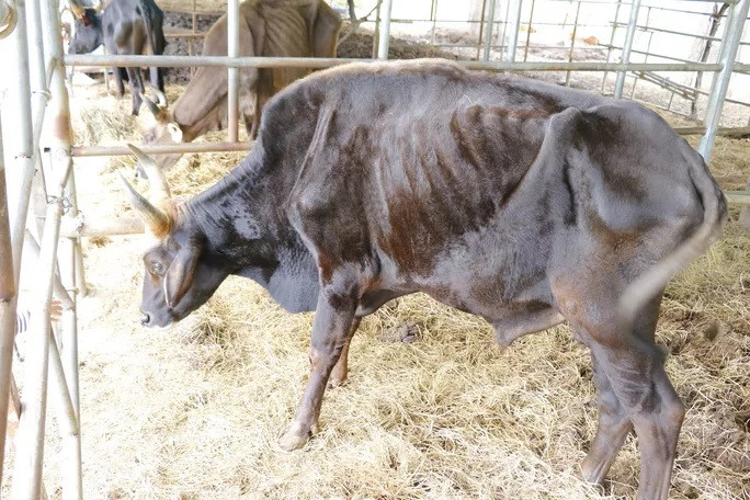 Bò tót gầy trơ xương được phục hồi và sinh con ảnh 7