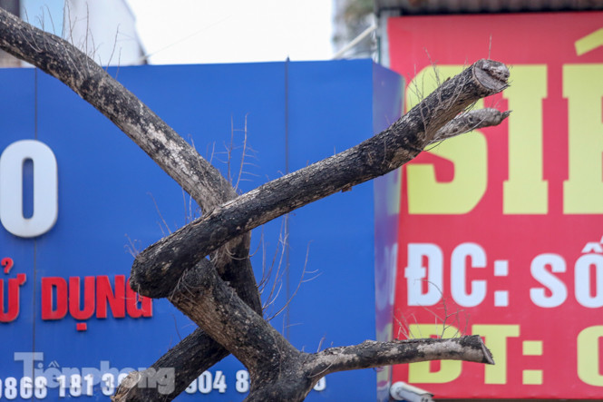 Số phận 7 cây sưa ‘bạc tỷ’ chết khô trên đường Nguyễn Văn Huyên ra sao? ảnh 10