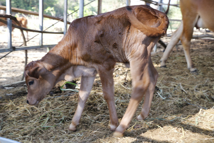 Bò tót gầy trơ xương được phục hồi và sinh con ảnh 3