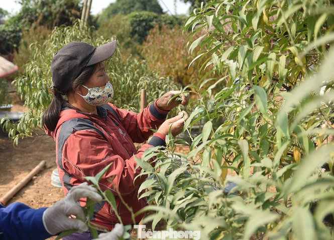 Đào nở sớm trước hai tháng, bắt đầu xuống phố đón Tết Dương lịch ảnh 8