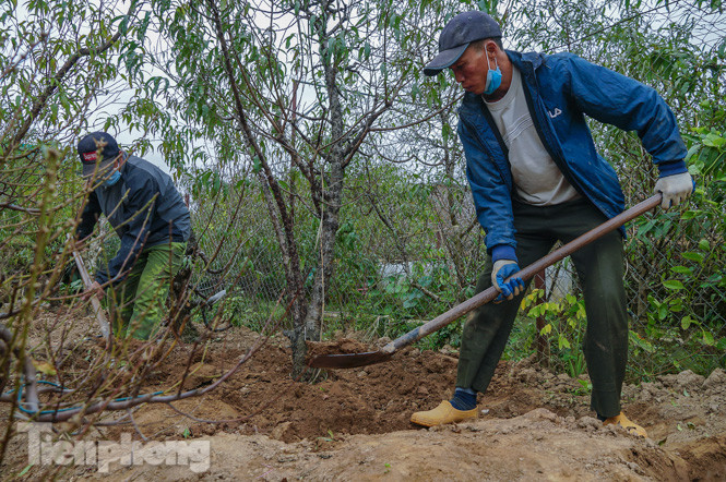 Đào nở sớm trước hai tháng, bắt đầu xuống phố đón Tết Dương lịch ảnh 7