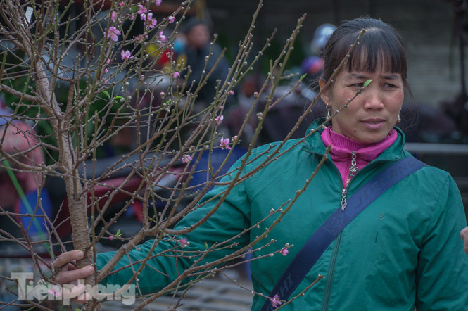 Đào nở sớm trước hai tháng, bắt đầu xuống phố đón Tết Dương lịch ảnh 2