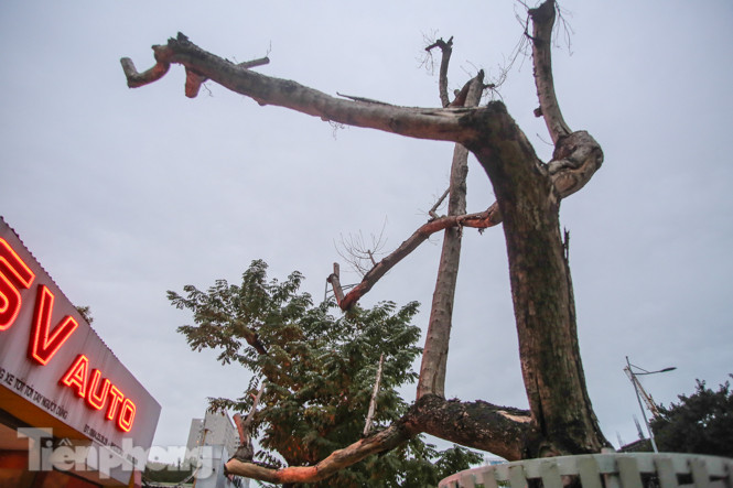 Số phận 7 cây sưa ‘bạc tỷ’ chết khô trên đường Nguyễn Văn Huyên ra sao? ảnh 12