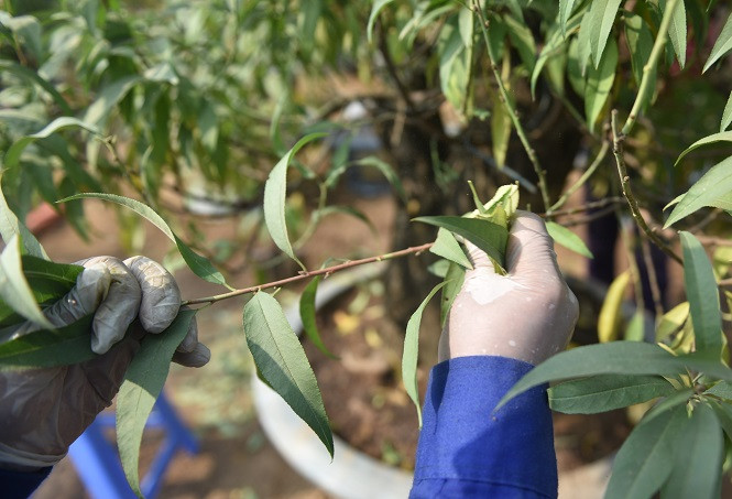 Dân làng đào Nhật Tân tất bật tuốt lá cho hoa nở đúng Tết Nguyên đán ảnh 14